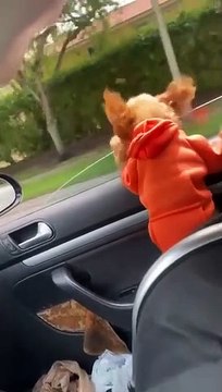 Ne jamais laisser son petit chien à la fenêtre en voiture
