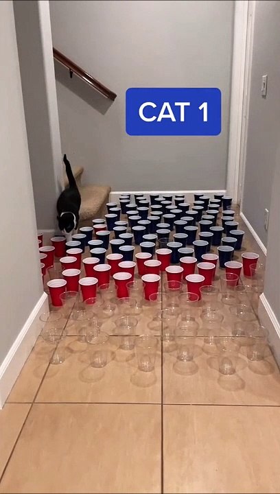 3 chats, des gobelets, 3 styles differents