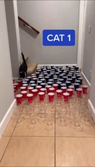 3 chats, des gobelets, 3 styles differents