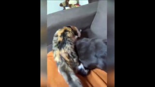 New Funny Videos 2023  Cutest Cats and Dogs  Part 144