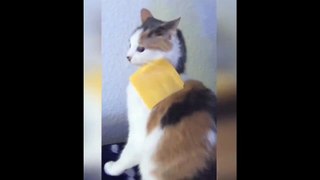 New Funny Videos 2023  Cutest Cats and Dogs  Part 145