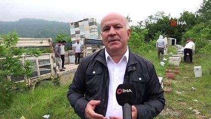 Ordulu arıcılar 'çiçek balı' için yaylalara göç başlattı