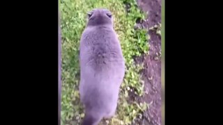 New Funny Videos 2023  Cutest Cats and Dogs  Part 147