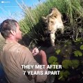 Man finds a lion in the jungle he saved 7 years ago