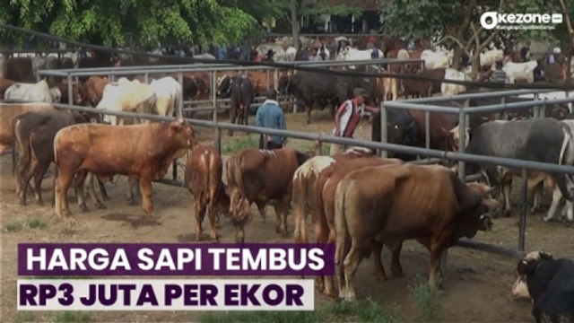 Jelang Idul Adha, Harga Sapi Naik Rp3 Juta per Ekor