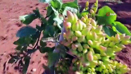 Antep fıstığı ağacı 2 yılda meyve verdi