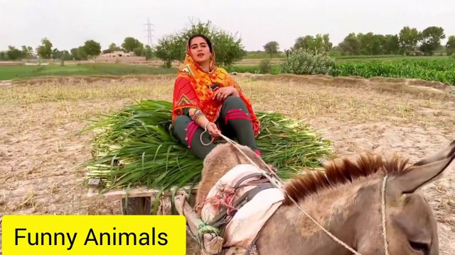 Village Life Desi Mahol Village girls working World Life Village