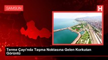 Terme Çayı'nda Taşma Noktasına Gelen Korkutan Görüntü