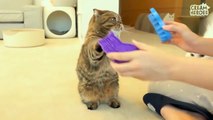  Brushing cats hair