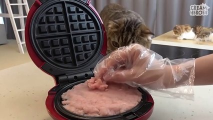  Raise your paw if you want to eat ice cream!