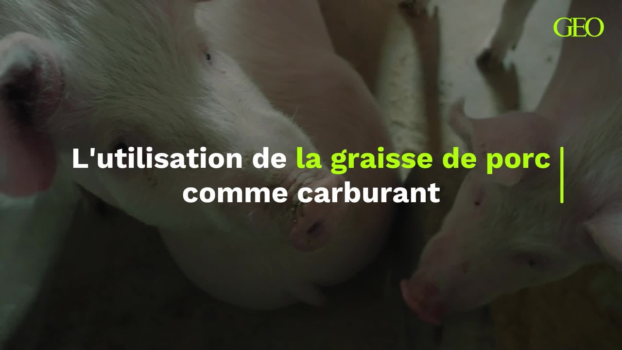 La mauvaise idée d'utiliser la graisse de porc comme carburant