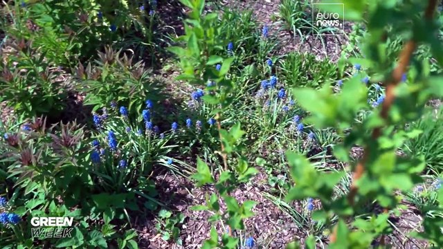 L'autoroute pour abeilles : un corridor écologique pour favoriser la biodiversité à Tallinn