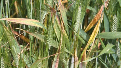 Konya Ovası’nda hububatta sarı pas hastalığı