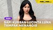 Sapi Kurban Lucinta Luna Tampak Menangis, Netizen Auto Heboh