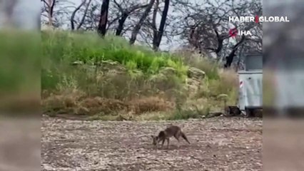 Araçtan börek kabının kapağını çalıp kaçan tilki, börek teklifiyle geri döndü