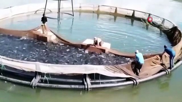 Kandil Barajı'nda İlk Alabalık Hasadı Yapıldı: Avrupa ve Rusya'ya Gönderilecek