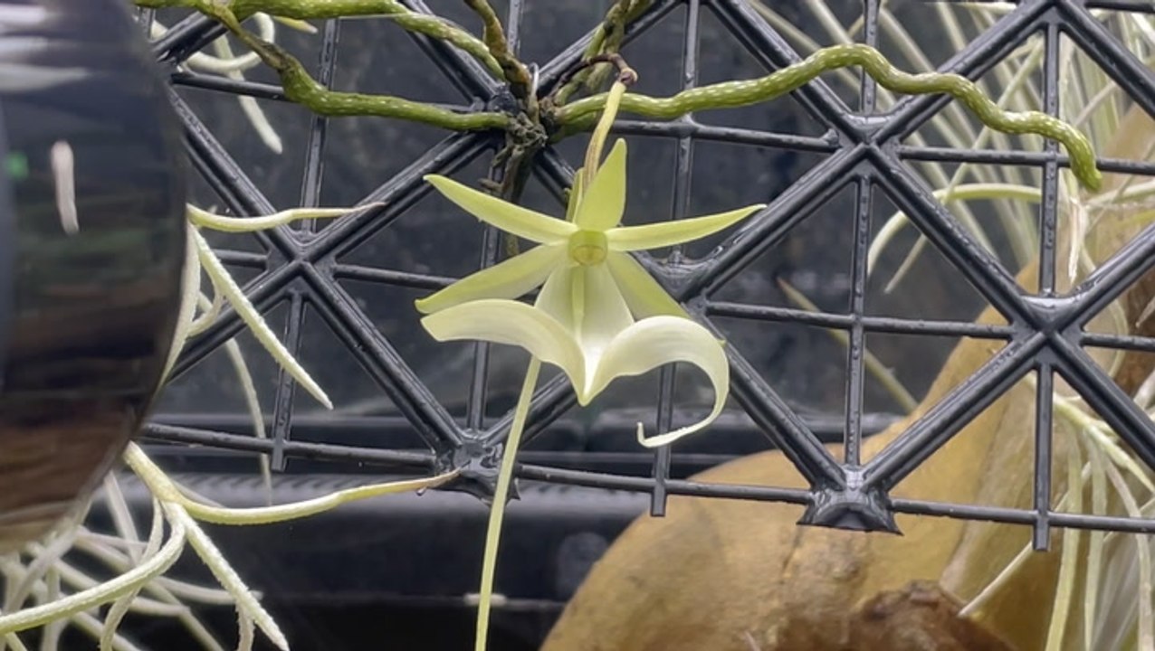 Rare and endangered orchid plant species blooms in UK for first time