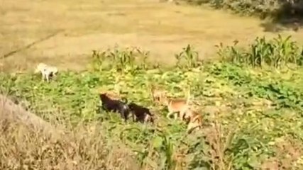 रामपुर: एक बार फिर आवारा कुत्तों का बढ़ा आतंक, ग्रामीणों ने पकड़ने की उठाई मांग