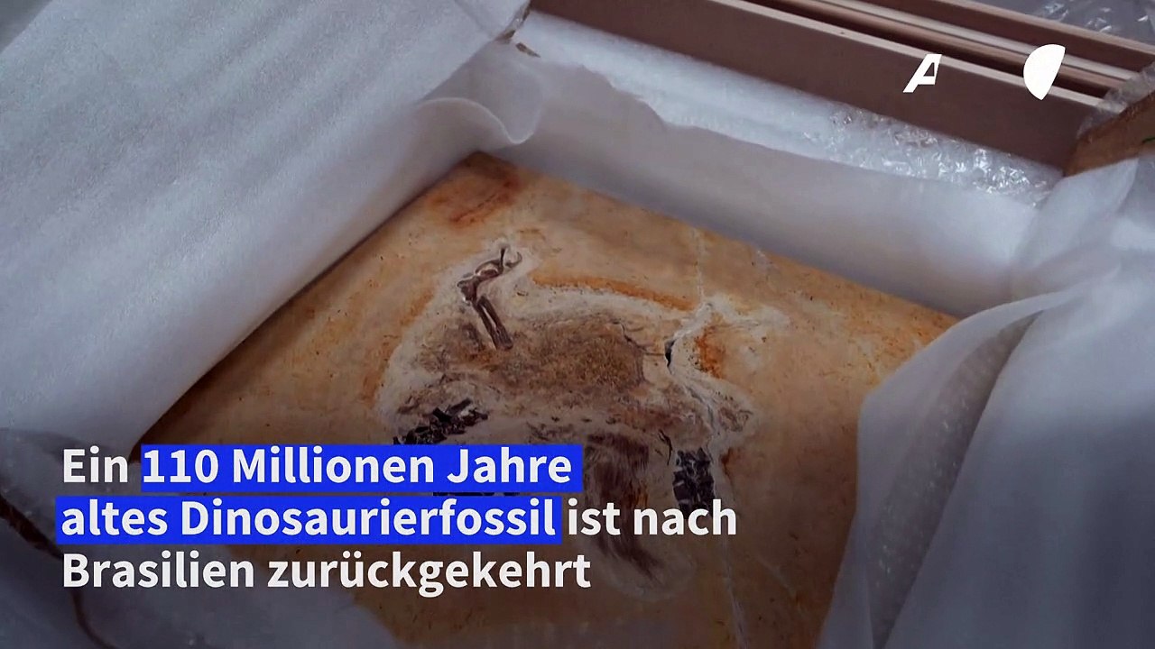 Deutschland gibt Brasilien Dinosaurier-Fossilien zurück