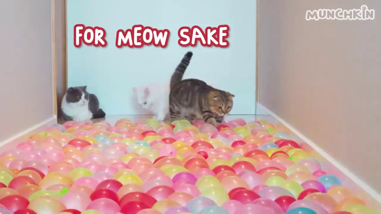 Funny Cats and Dogs  Funniest Animal Videos 2023