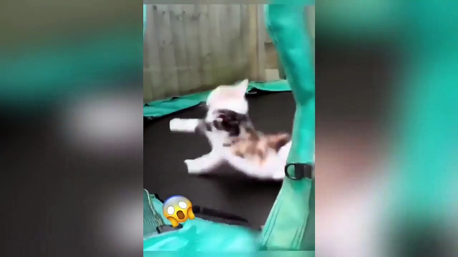 Funny Animals, funny cats_dogs funny animal videos