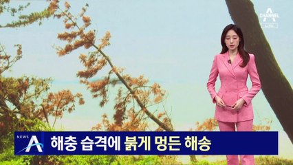 해충 습격에…붉게 멍든 해송숲