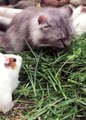 Funny animals - Funny cats _ dogs - Funny animal videos