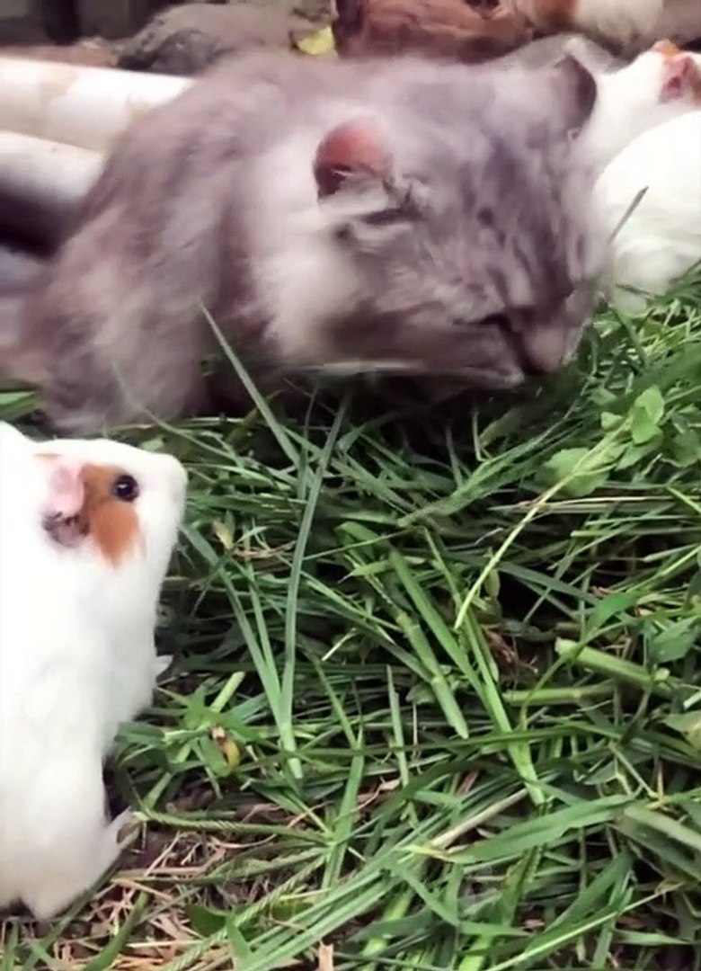 Funny animals - Funny cats _ dogs - Funny animal videos