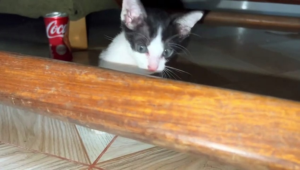 video funny baby cats and cuteist #funny #cat #mcatlife #funnyvideo