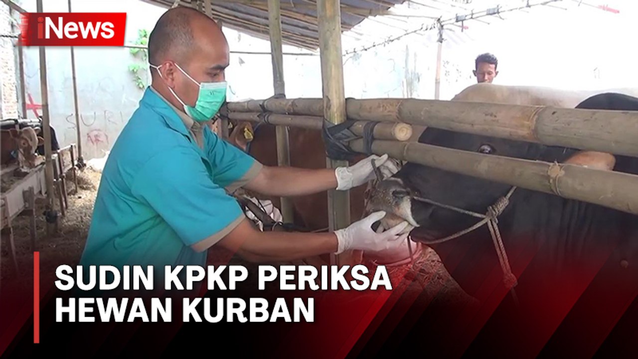 Jelang Idul Adha, Sudin KPKP Periksa Hewan Kurban di Jakbar