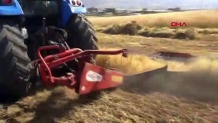 Siirt'te kırmızı mercimek hasadı başladı