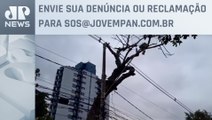 Moradores pedem poda emergencial de paineira centenária nos Campos Elíseos | SOS São Paulo