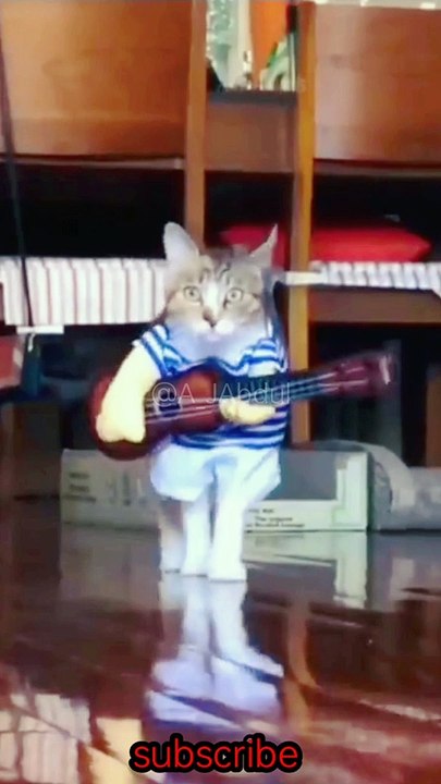 Funny cats video