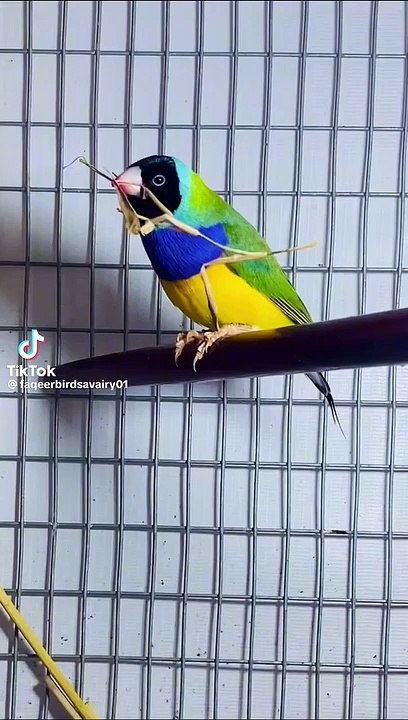 Finch bird