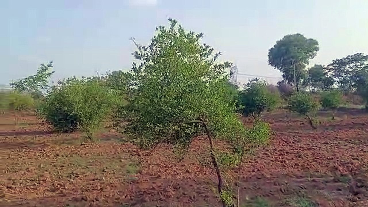 करौली के आनन्दगढ़ गांव में पथरीली धरा पर लहलहा रहे पेड़-पौधे