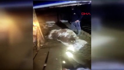 Depremzedeye yıldırım isabet etti: 5 büyükbaş hayvan öldü