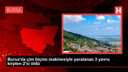 Bursa'da çim biçme makinesiyle yaralanan 3 yavru kirpten 2'si öldü