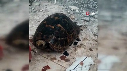 Enkaza giren kaplumbağa kurtarıldı