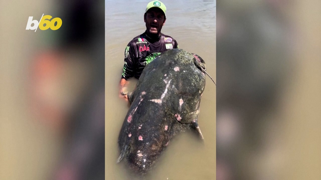 Giant Catfish Catch and Release in Italy’s Po River