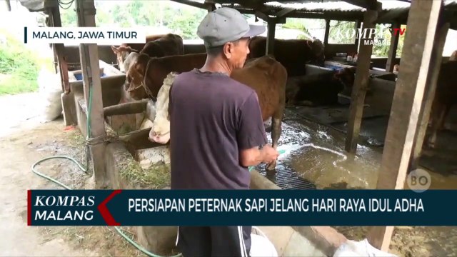 Persiapan Peternak Sapi di Malang Jelang Idul Adha