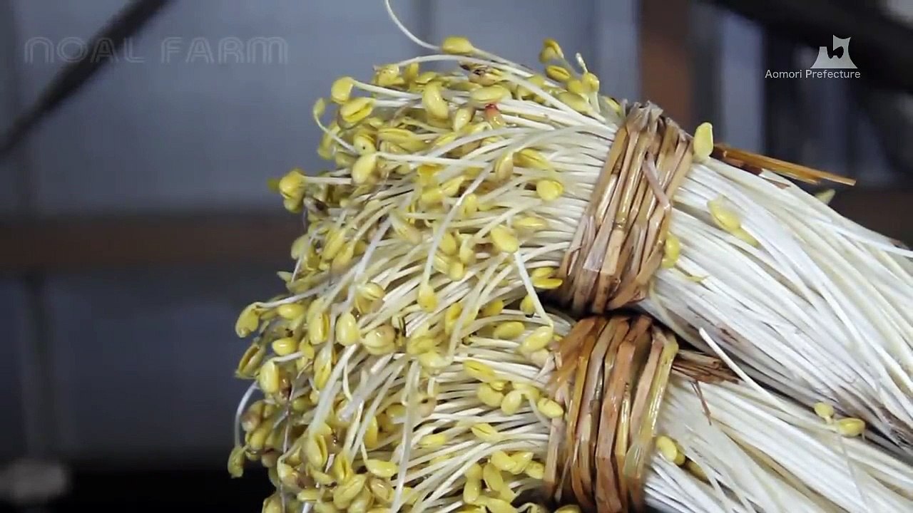 Japan Giant Bean Sprout Farming and Harvesting - Amazing Japan Agriculture Technology