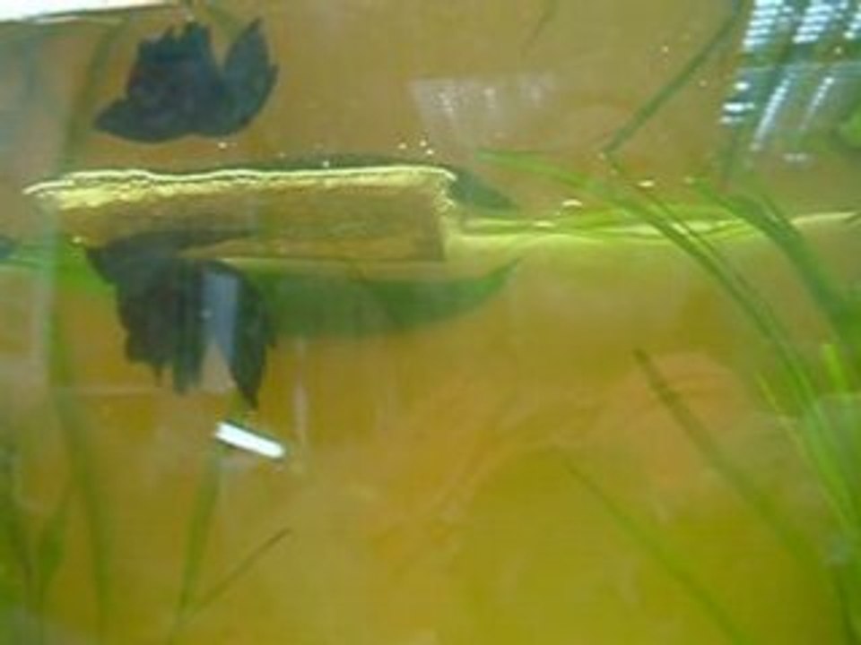DSCF3958