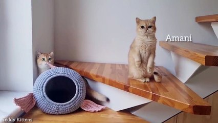 Simba, Rosie, Amani and Bassy are having a fun day.  British Shorthair cats