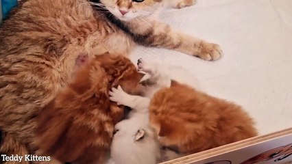 Some conflict is going on between the kittens Teddy and Pikachu