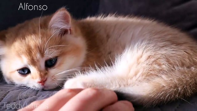 Sleepy Kittens _ Cute Purring