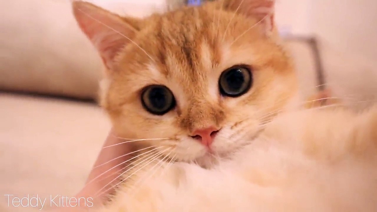 Soothing purring from kitten Arnold _ Purring for Sleep