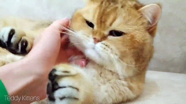 Sweet Boy William British Shorthair cat _ Purring ASMR