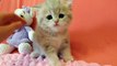 Sweet Flaffy British Shorthair kitty ❤️ Very cute kitten 1 months old