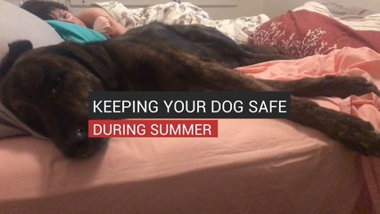 Keeping Your Dog Safe During Summer