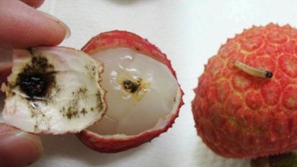 Lychee Fridge Me Rakhna Chahiye Ki Nahi | लीची फ्रिज में रखना चाहिए कि नहीं | Boldsky